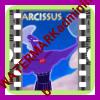 narcissus